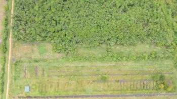 Lompongweg 214-Tamanredjo-Commewijne-Surgoed Makelaardij NV-Perceel KP00485 (14)
