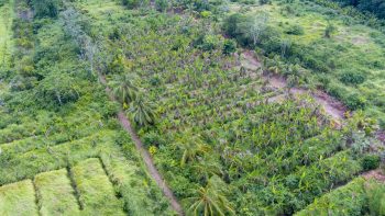 Bombayweg 124- Calcutta- Saramacca- Suriname- Surgoed Makelaardij N.V- KP01175 (22)