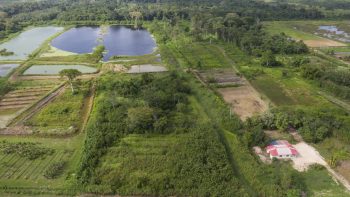 Damboentong 230 - Saramacca - Surgoed Makelaardij NV - Perceel P0613B6 (2)