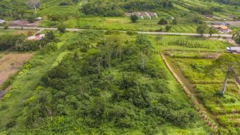 Damboentong 230 - Saramacca - Surgoed Makelaardij NV - Perceel P0613B6 (20)