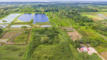 Damboentong 230 - Saramacca - Surgoed Makelaardij NV - Perceel P0613B6 (22)