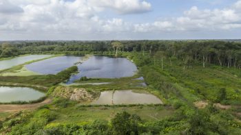 Damboentong 230 - Saramacca - Surgoed Makelaardij NV - Perceel P0613B6 (4)