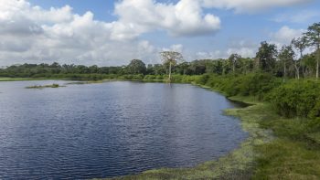 Damboentong 230 - Saramacca - Surgoed Makelaardij NV - Perceel P0613B6 (6)