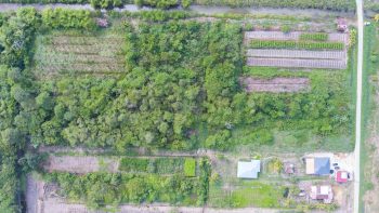 Tanoesemito Waginiweg 142 - Alkmaar -Commewijne - Surgoed Maklaardij NV - Koopperceel KP00716 (3)