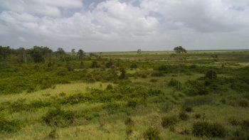 Weg naar Coppename 30 - Calcutta - Saramacca- Surgoed Makelaardij NV - Perceel P0610B6 (11)
