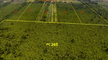 Damboentong pc 265