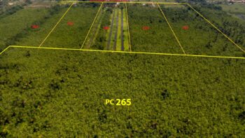 DAMBOENTONG PC 265- Tigrikreek- Saramacca- Suriname- Surgoed Makelaardij N.V- KP01470 (1)