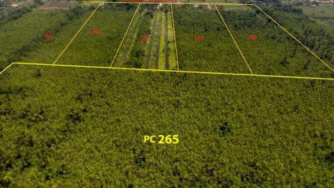 Damboentong pc 265