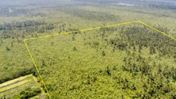 DAMBOENTONG PC 265- Tigrikreek- Saramacca- Suriname- Surgoed Makelaardij N.V- KP01470 (4)